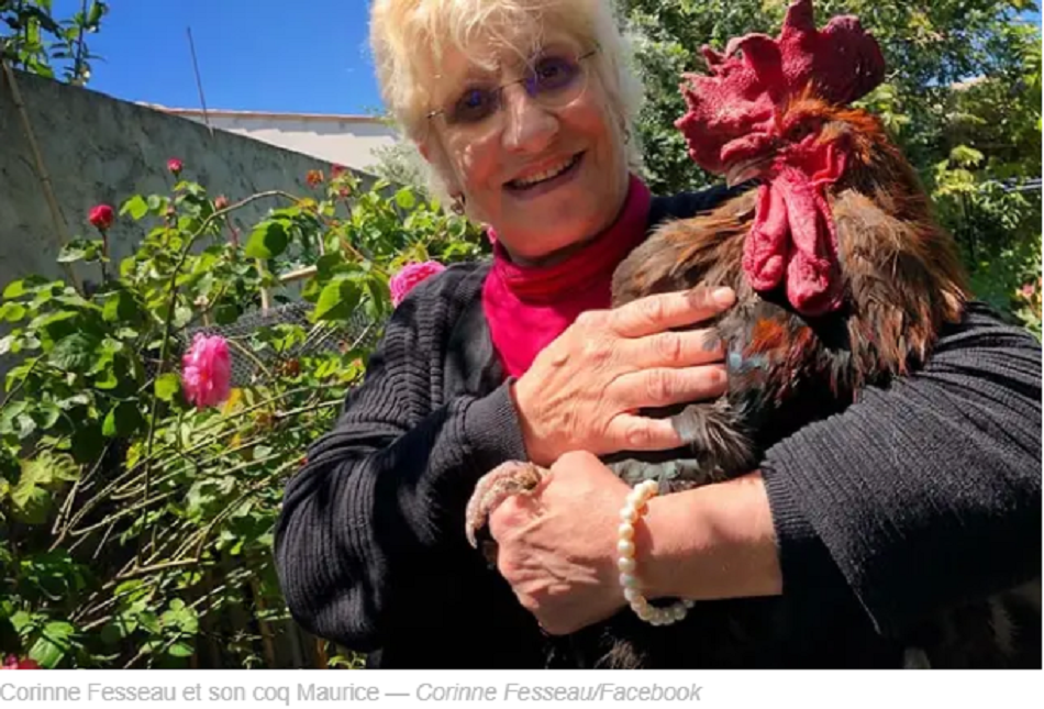 Ile d’Oléron (France) : Le célèbre coq Maurice est mort