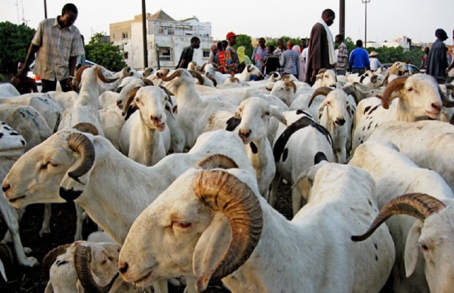 Fête de Tabaski : comment avoir un mouton pour le sacrifice? C’est l’équation du moment !