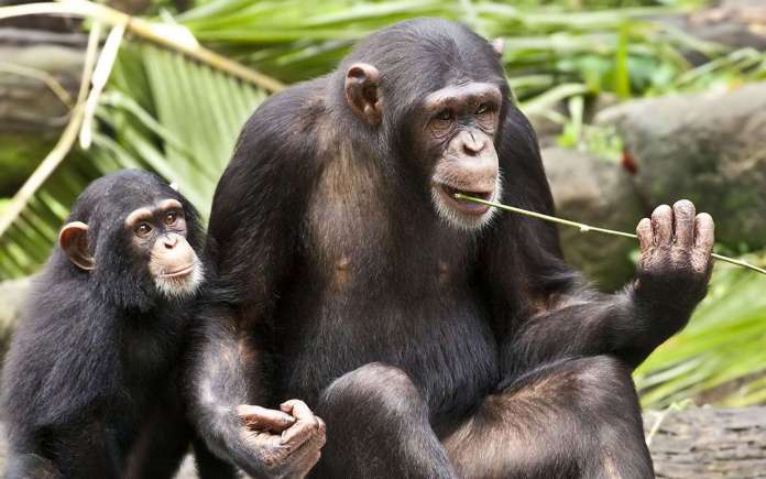 Télimélé : un chimpanzé s’enfuit dans la brousse avec une fillette qu’il a confondue à son bébé