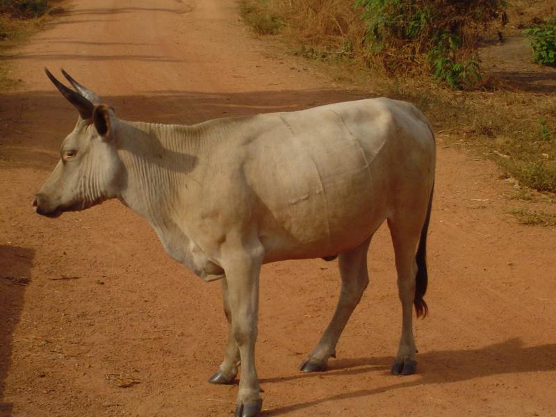 Mandiana : le sous-préfet et le vice-maire de Fralako condamnés pour le vol d’une vache !