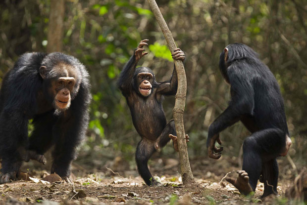 Lola : vers le retrait des monts Nimba du patrimoine mondial en péril de l’Unesco