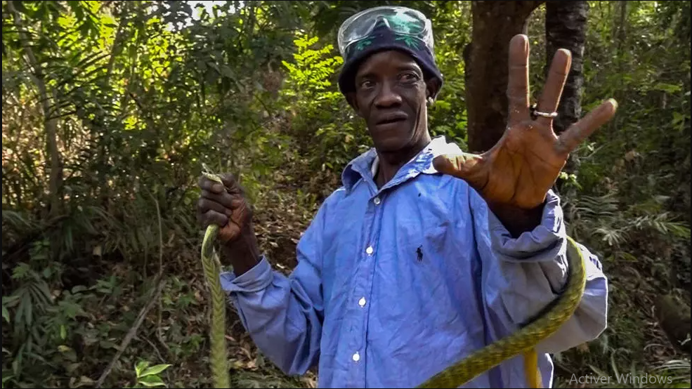 Les serpents de Pastoria en Guinée