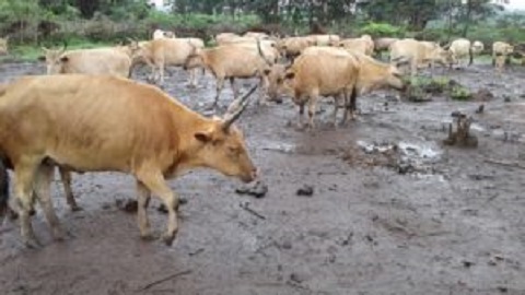 Kindia : un troupeau de bœufs attaqué à coups de machettes, le berger tabassé, entre la vie et la mort
