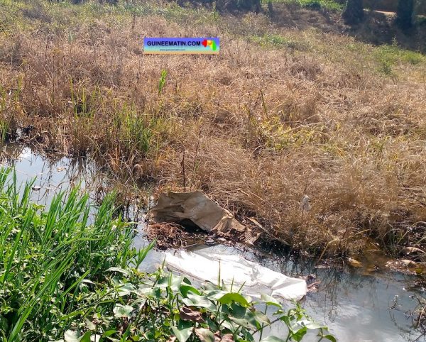 Gonia (N’Zérékoré) : 2 enfants meurent après avoir mangé des grenouilles