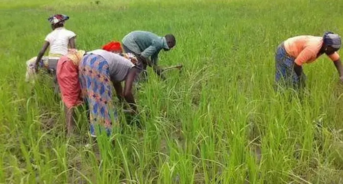 « La campagne agricole de cette année, c’est du jamais vu », se réjouissent des agriculteurs en Haute-Guinée