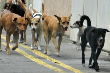 Chiens errants à Conakry: une invasion des quartiers hors de contrôle