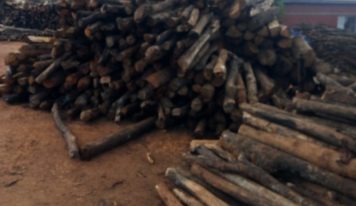 N’Zérékoré : la déforestation gagne du terrain dans l’indifférence des autorités compétentes