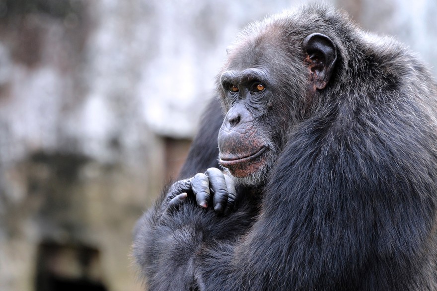 Guinée : naissance rare d’un chimpanzé, menacé d’extinction et futur manieur d’outils