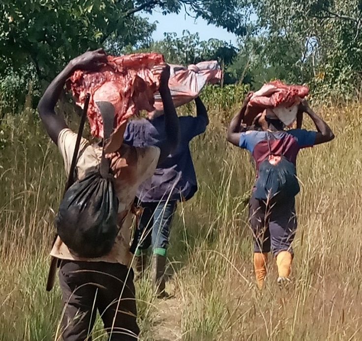 Chasse aux éleveurs de Koumban (Kankan) : plus de 207 bœufs tués, 165 Kg d’or emportés, des cases brûlées…