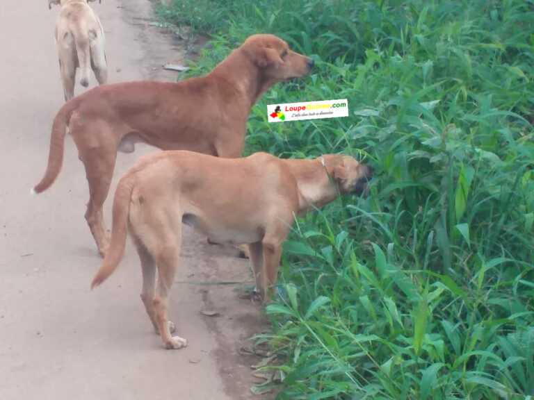 Conakry : Par manque de nourritures, les chiens broutent de l’herbe