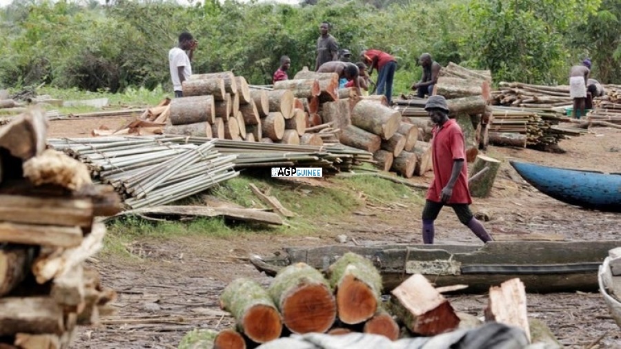 Koubia-Environnement: Situation de la coupe abusive des bois