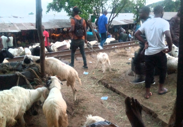 Conakry : immersion dans deux dangers en cohabitation avec le lieu de vente de bétail de Yembeya
