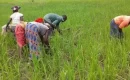 « La campagne agricole de cette année, c’est du jamais vu », se réjouissent des agriculteurs en Haute-Guinée